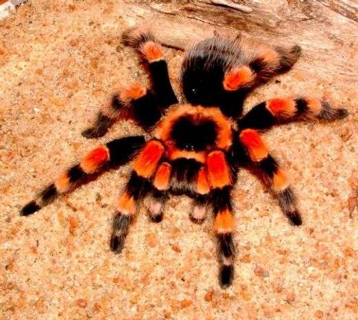 tarantula Spiders articol oaracne dilameart.it dilameART